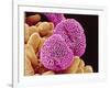 Geranium Pollen-Micro Discovery-Framed Photographic Print