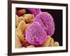 Geranium Pollen-Micro Discovery-Framed Photographic Print