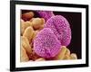 Geranium Pollen-Micro Discovery-Framed Photographic Print