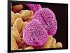 Geranium Pollen-Micro Discovery-Framed Photographic Print