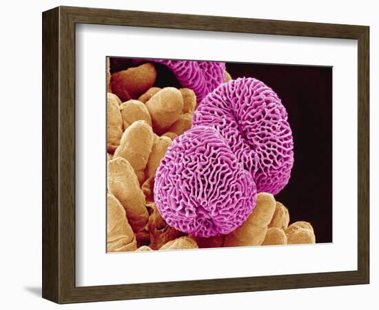 Geranium Pollen-Micro Discovery-Framed Photographic Print