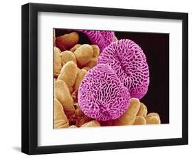 Geranium Pollen-Micro Discovery-Framed Photographic Print