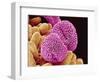 Geranium Pollen-Micro Discovery-Framed Photographic Print