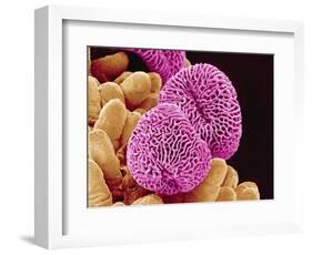 Geranium Pollen-Micro Discovery-Framed Photographic Print