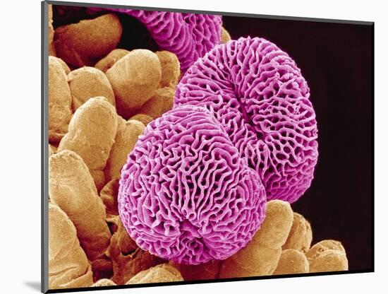 Geranium Pollen-Micro Discovery-Mounted Photographic Print