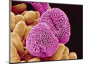 Geranium Pollen-Micro Discovery-Mounted Photographic Print