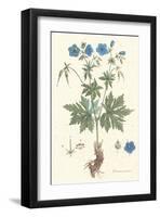 Geranium Pratense-null-Framed Art Print