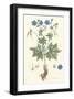 Geranium Pratense-null-Framed Art Print