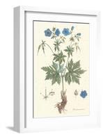 Geranium Pratense-null-Framed Art Print