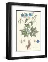 Geranium Pratense-null-Framed Art Print