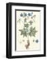 Geranium Pratense-null-Framed Art Print