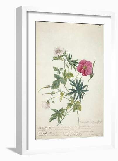 Geranium. Two Intertwined Stems of Different Species, 1767-Georg Dionysius Ehret-Framed Giclee Print