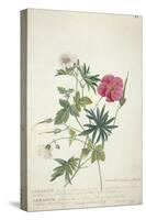 Geranium. Two Intertwined Stems of Different Species, 1767-Georg Dionysius Ehret-Stretched Canvas