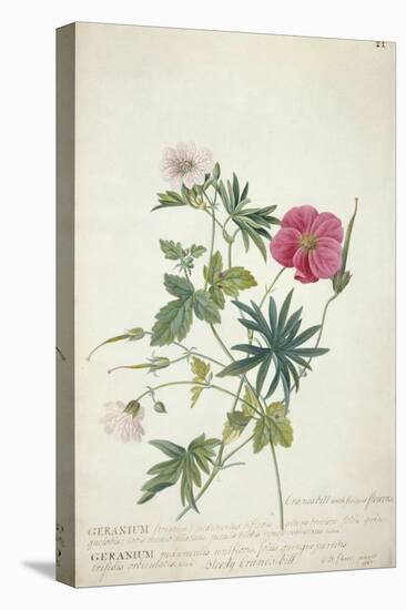 Geranium. Two Intertwined Stems of Different Species, 1767-Georg Dionysius Ehret-Stretched Canvas