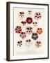 Geranium Varieties-null-Framed Giclee Print