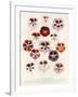 Geranium Varieties-null-Framed Giclee Print