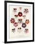 Geranium Varieties-null-Framed Giclee Print