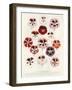 Geranium Varieties-null-Framed Giclee Print