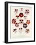 Geranium Varieties-null-Framed Giclee Print