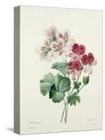Geranium Variety (Crane's-Bill) from 'Choix Des Plus Belles Fleurs', 1827-Pierre-Joseph Redouté-Stretched Canvas
