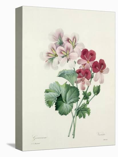 Geranium Variety (Crane's-Bill) from 'Choix Des Plus Belles Fleurs', 1827-Pierre-Joseph Redouté-Stretched Canvas