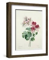 Geranium Variety (Crane's-Bill) from 'Choix Des Plus Belles Fleurs', 1827-Pierre-Joseph Redouté-Framed Giclee Print