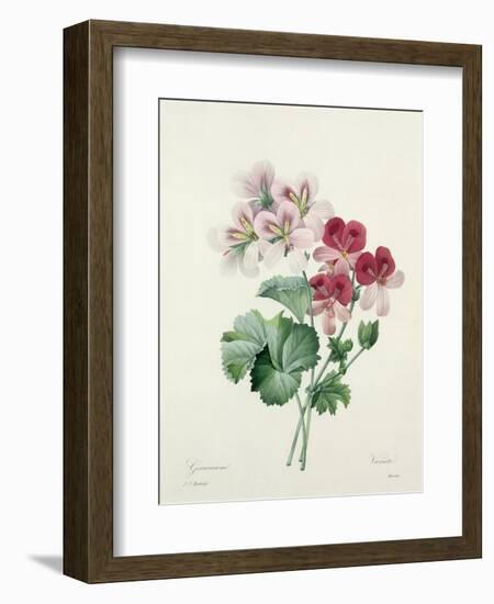 Geranium Variety (Crane's-Bill) from 'Choix Des Plus Belles Fleurs', 1827-Pierre-Joseph Redouté-Framed Giclee Print