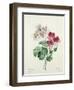 Geranium Variety (Crane's-Bill) from 'Choix Des Plus Belles Fleurs', 1827-Pierre-Joseph Redouté-Framed Giclee Print