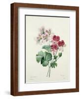 Geranium Variety (Crane's-Bill) from 'Choix Des Plus Belles Fleurs', 1827-Pierre-Joseph Redouté-Framed Giclee Print