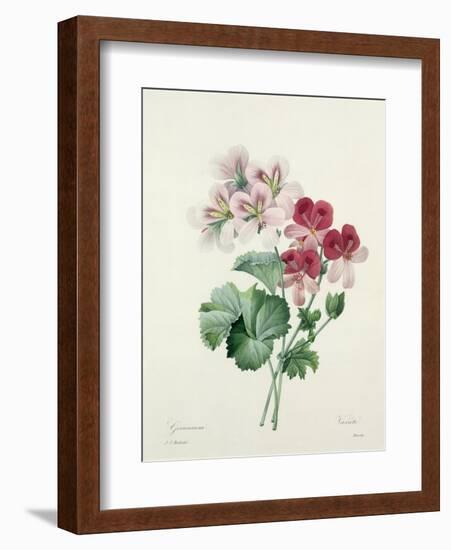 Geranium Variety (Crane's-Bill) from 'Choix Des Plus Belles Fleurs', 1827-Pierre-Joseph Redouté-Framed Giclee Print