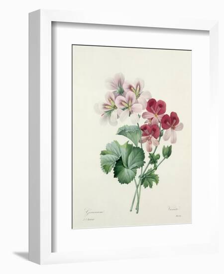 Geranium Variety (Crane's-Bill) from 'Choix Des Plus Belles Fleurs', 1827-Pierre-Joseph Redouté-Framed Giclee Print