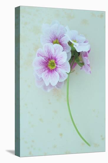 Geranium-Den Reader-Stretched Canvas