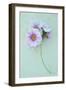 Geranium-Den Reader-Framed Photographic Print