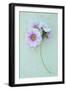 Geranium-Den Reader-Framed Photographic Print