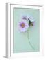 Geranium-Den Reader-Framed Photographic Print