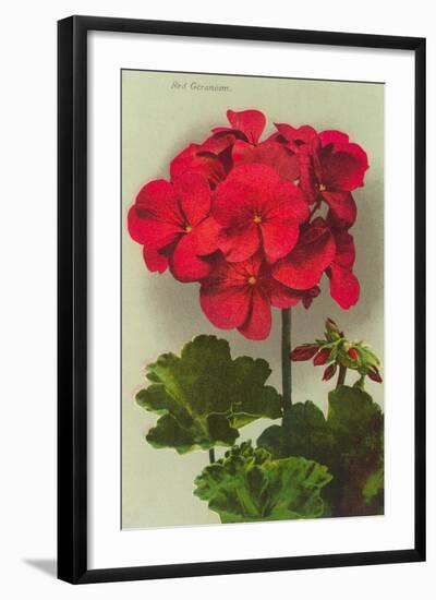 Geranium-null-Framed Art Print