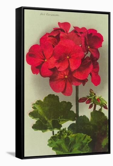 Geranium-null-Framed Stretched Canvas