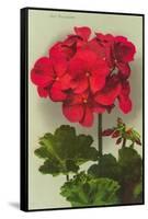 Geranium-null-Framed Stretched Canvas