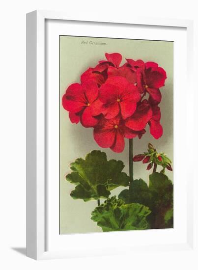 Geranium-null-Framed Art Print