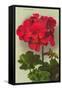 Geranium-null-Framed Stretched Canvas