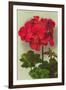 Geranium-null-Framed Art Print