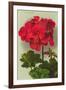 Geranium-null-Framed Art Print