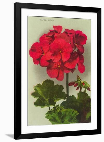 Geranium-null-Framed Art Print