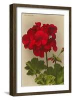 Geranium-null-Framed Premium Giclee Print