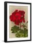 Geranium-null-Framed Premium Giclee Print