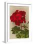 Geranium-null-Framed Premium Giclee Print