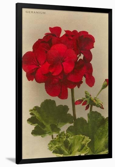 Geranium-null-Framed Art Print