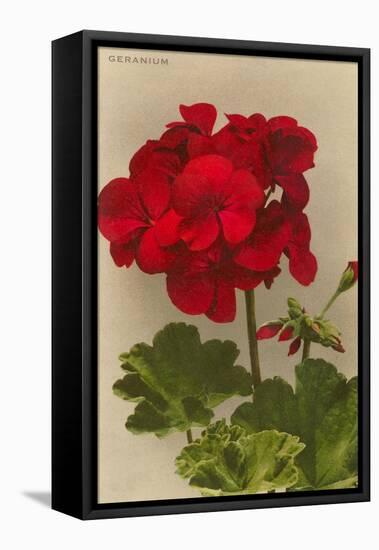Geranium-null-Framed Stretched Canvas