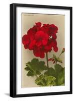 Geranium-null-Framed Art Print