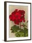 Geranium-null-Framed Art Print